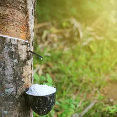 Le latex de l'Hevea brasiliensis coule dans un bol, récolte de la sève blanche.