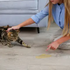 Une petite fille découvre une flaque d'odeur pipi de chat près de ses chaussures. Le chat tigré semble innocent.