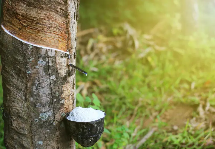 Le latex de l'Hevea brasiliensis coule dans un bol, récolte de la sève blanche.