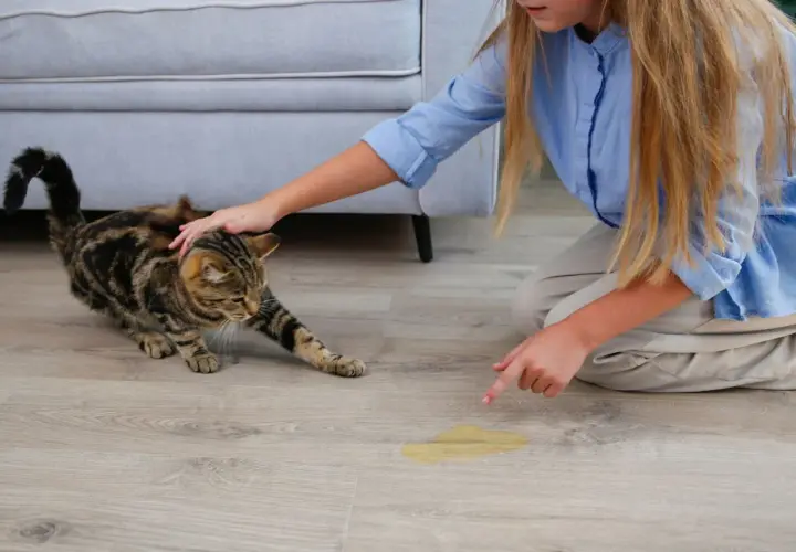 Une petite fille découvre une flaque d'odeur pipi de chat près de ses chaussures. Le chat tigré semble innocent.