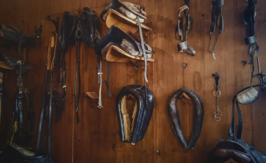Cuir animal - Guide complet pour bien choisir et entretenir