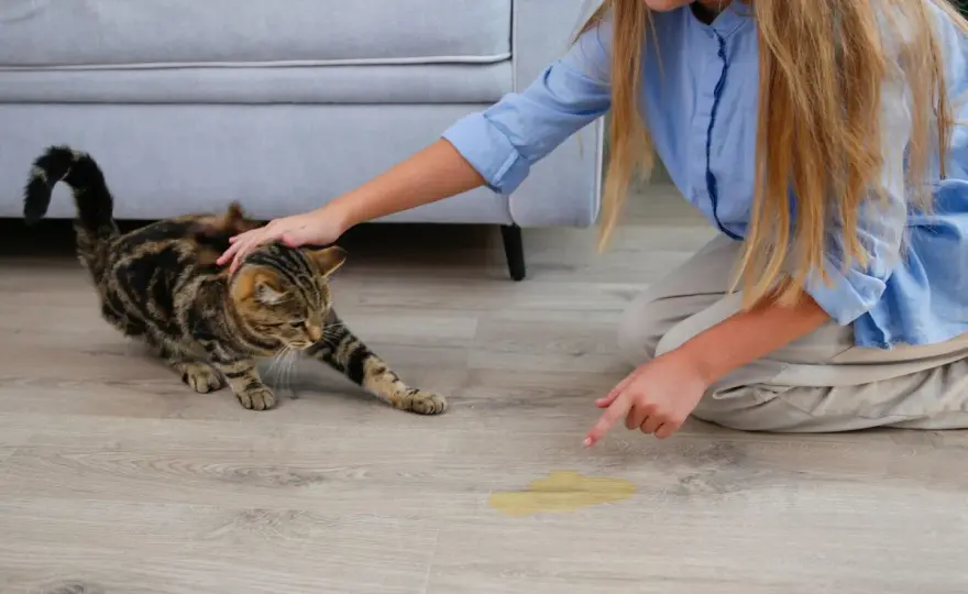 Chaussures-urine de chat - Sauvez-les vraiment !