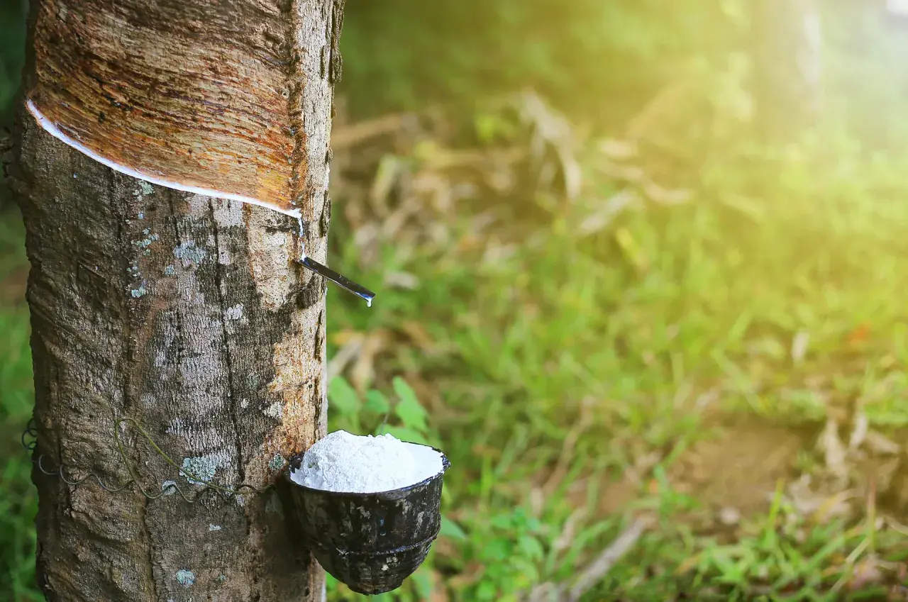 Le latex de l'Hevea brasiliensis coule dans un bol, récolte de la sève blanche.