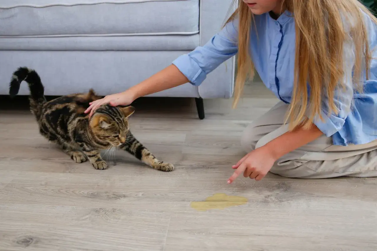 Une petite fille découvre une flaque d'odeur pipi de chat près de ses chaussures. Le chat tigré semble innocent.